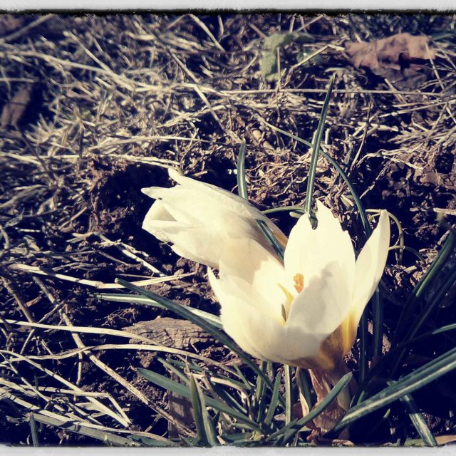 Almost Spring #2