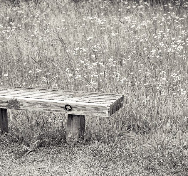 Black and White Spring Time - Bench - Photo