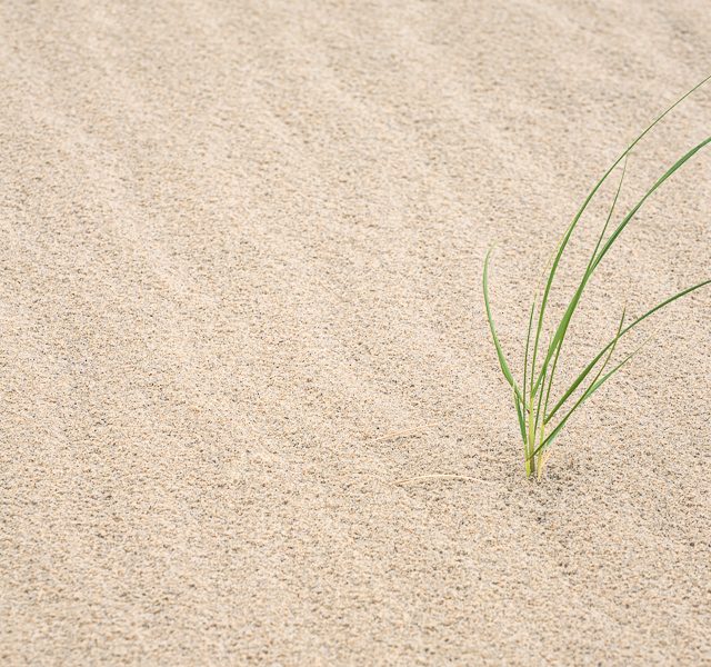 Like Grass On A Beach - Grass - Photo